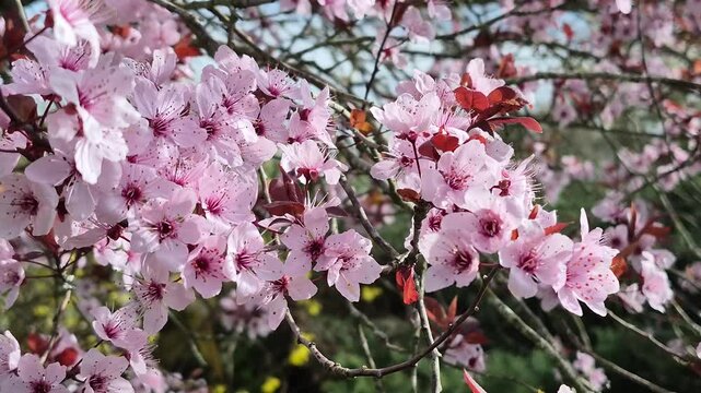 Close-up of cherry blossom aesthetic in the wind in the spring, with bees flying, 4K 60 fps