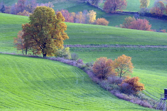 B&uuml;sche auf einer Wiese