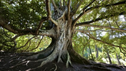 Fototapeta premium Wide trunk tree with twisting branches in shaded grove