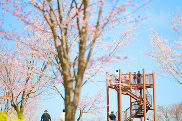 中札内村の桜 © makieni