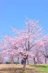 中札内村の桜 © makieni