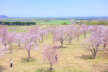 中札内村の桜 © makieni