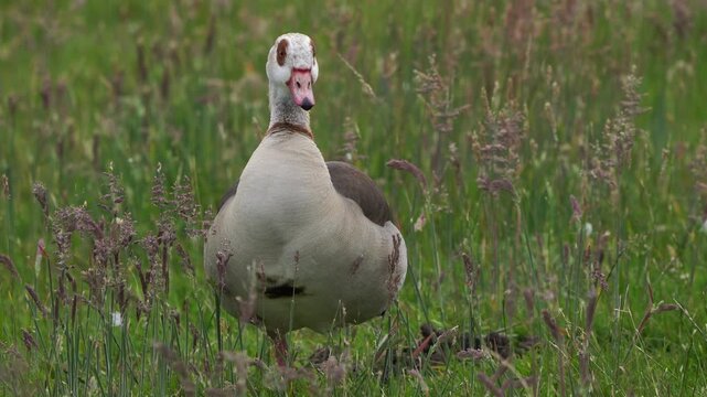 An adult Egyptian goose (Alopochen aegyptiaca) standing in a meadow in early spring.