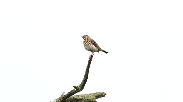 An adult tree pipit (Anthus trivialis) sitting on a branch and flying away.