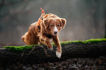 Pies skaczący przez drzewo © Jagoda