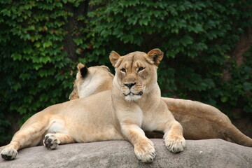 Fototapeta premium lion and lioness