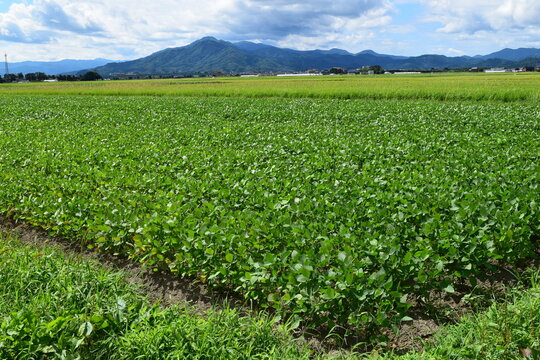 だだちゃ豆の栽培風景 山形県鶴岡市