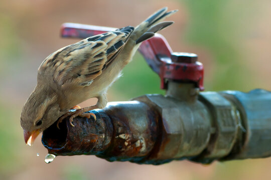 Thirsty House Sparrow perched on a rusty metal faucet, drinking refreshing water droplets in a soft natural outdoor wildlife setting.