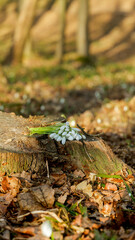 Obraz premium Delicate snowdrops bloom on a weathered tree stump in a sun-dappled forest clearing