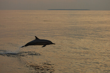 Fototapeta premium One dolphin jump out of the water at sunset, he frolic, mating, in the background is a beautiful sky during sunset