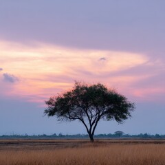 Fototapeta premium Single tree on flat grassland under dramatic pastel sunset sky with layered clouds and distant horizon, peaceful rural landscape with warm and cool tones blending at dusk