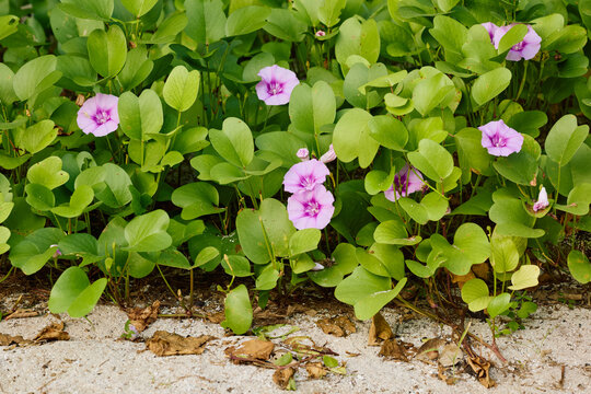the territory of a luxury resort in the Maldives surrounded by greenery at sunset, neat paths, flowers