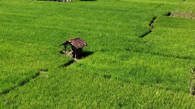 An expansive aerial drone shot reveals a geometric patchwork of vibrant green rice terraces and cultivated fields bordering a peaceful residential village under the bright morning tropical sun.
