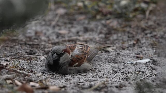 Funny house Sparrow having bath with sands on ground