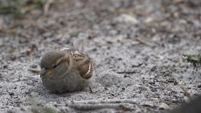Funny house Sparrow having bath with sands on ground
