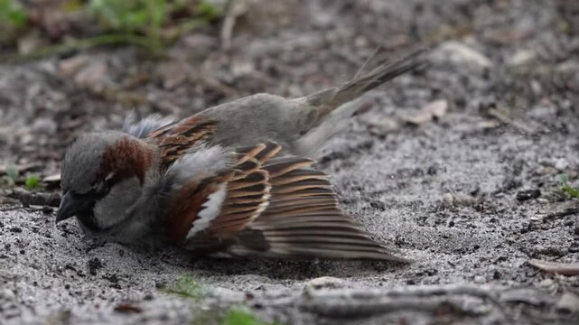 Funny house Sparrow having bath with sands on ground
