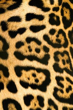 close up of leopard skin