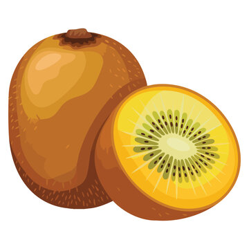 Vector illustration of gold kiwifruit known for sweet sour and slightly astringent taste growing in cool temperatures such as highlands fresh fruit design