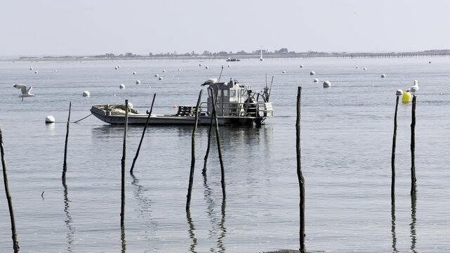 Oyster farming boat with seagulls flying around and Ile aux Oiseaux in the background in Arcachon Basin, typical maritime scene of shellfish culture in southwest France