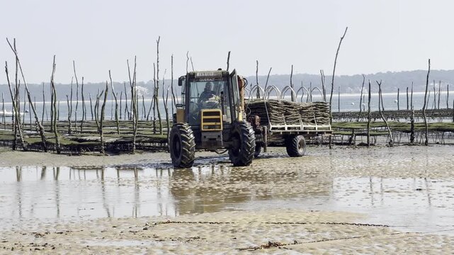 Foreground action of an oyster farmer driving and maneuvering a tractor in front of oyster beds at low tide, showing traditional shellfish farming practices in a major European production area