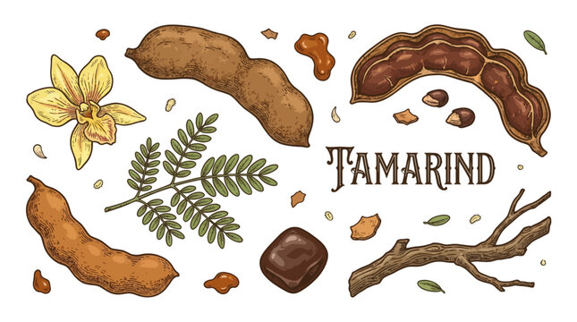 Vintage Hand Drawn Tamarind Vector Illustration Set with Pods, Seeds, Flower, Leaves, and Branch for Botanical Design and Food Packaging