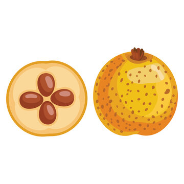 Yellow Mexican hawthorn tejocote fruit vector illustration isolated traditional ingredient for Christmas ponche seasonal culinary artwork