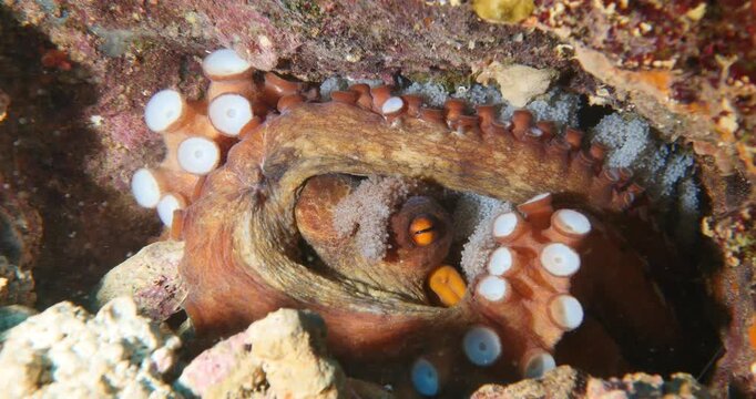 mother octopus with eggs underwater ocean scenery behaviour
