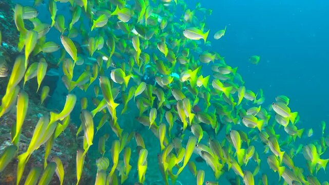 Underwater shot of Flock herd of bluestripe snapper fish bait ball hiding from the shark. In the background, silhouettes of divers. Seascape with yellow Jack fish around corals of the Caribbean Sea.