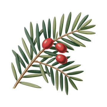 Christmas tree branch with red berries and leaves festive nature illustration