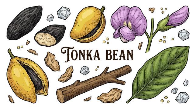 Hand Drawn Botanical Tonka Bean Illustration Set with Pods, Seeds, Flowers, Leaves and Wood. Vintage Engraving Style Vector Graphics on Black Background.