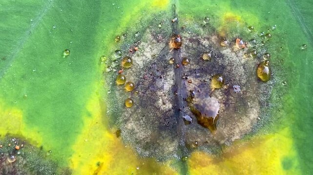 Taro Leaf Blight (Phytophthora colocasiae) - Macro Close-up of Brown Lesion with Orange Exudate Droplets and Yellow Halo