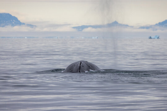 Back of a swilmming humpback whale in Greenland