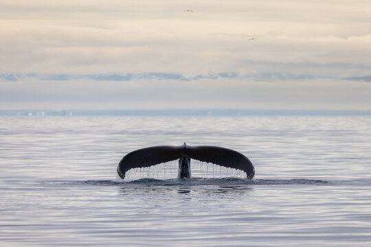 Fluke of a swimming humpback whale in Ilulissat icefjord in Greenland