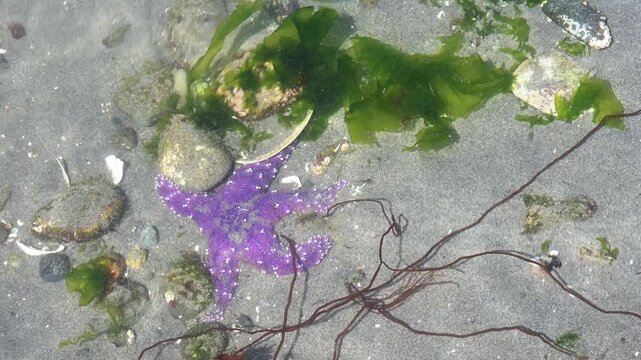 Purple Ochre Sea Star, starfish, keystone species and predator underwater on sand and rocks with green seaweed, Golden Gardens state park, Seattle, Washington
