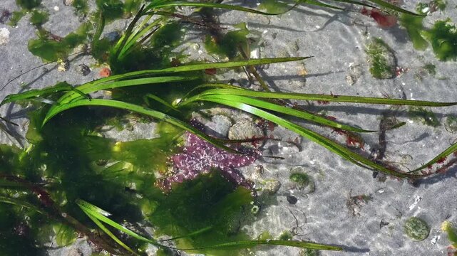 Purple Ochre Sea Star, starfish, keystone species and predator underwater on sand and rocks with green sea grass and seaweed, Golden Gardens state park, Seattle, Washington
