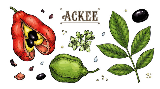 Vintage botanical illustration of Ackee fruit with leaves flowers and seeds. Hand drawn vector collection of tropical Blighia sapida isolated on white background.