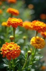 Fototapeta premium Orange calendula flowers bloom in a garden with green leaves and buds. Several marigolds show their vibrant petals in natural daylight. Close up view captures floral details and soft background bokeh.