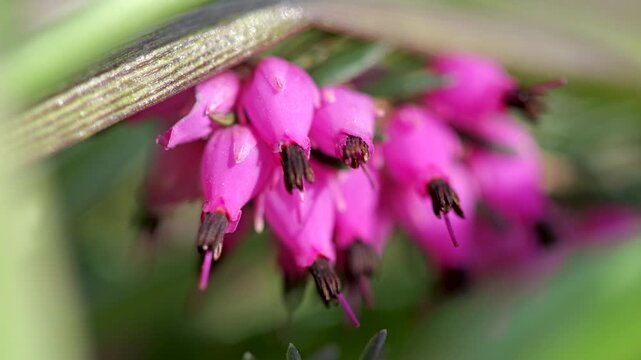 Macro video of pink heather (Erica) flowers blooming in spring, delicate bell-shaped blossoms on evergreen shrub with soft natural background.