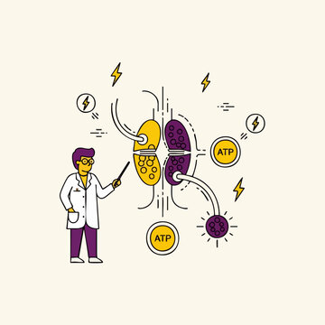 Mitochondria Cellular Energy Production Process.