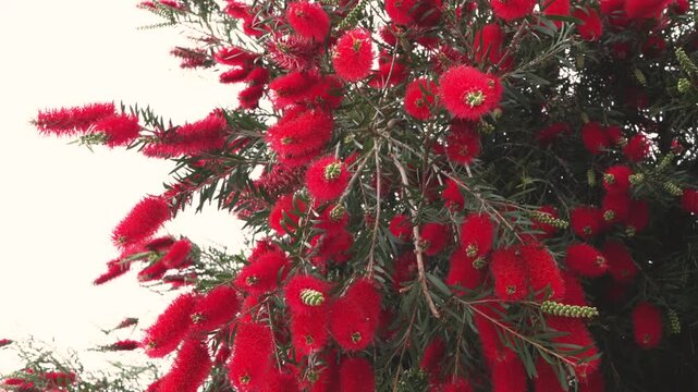 Vivid red bottlebrush flowers growing densely on green branches in a natural outdoor setting