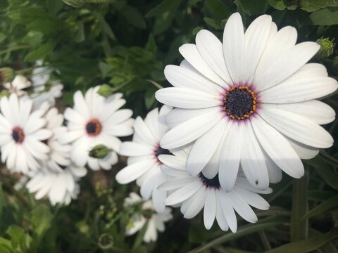 White Daisy Flower close up.  Cape marguerite isolated, African daisy, Cape daisy. White flower background.  Osteospermum isolated. Dimorphotheca ecklonis close up.