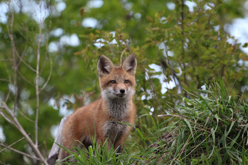 Fototapeta premium fox in the grass