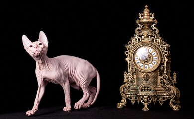 A grey sphinx cat walking on black background. © Marina