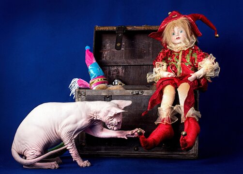 A gray Sphynx cat is playing in front of a chest filled with Christmas toys.