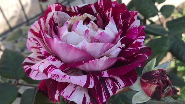 Rare Natural Masterpiece. Variegated garden rose. cultivar of Rosa. Striped rose isolated. painted rose close up. Red and White Variegated Rose Macro Close-Up with Artistic Petal Pattern in Natural Ga