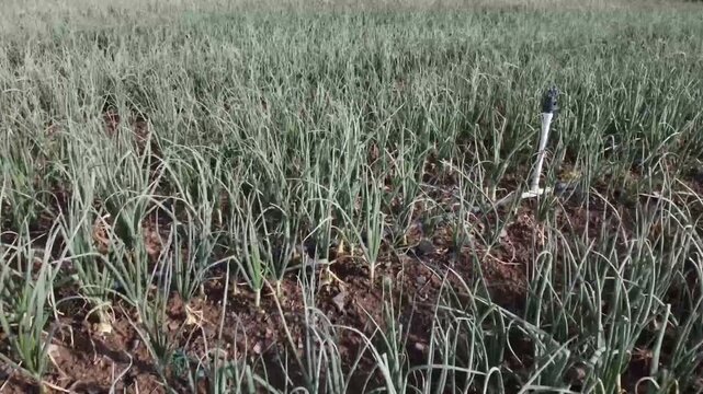 Aerial view of a scallion plantation with a drip irrigation system - Allium fistulosum