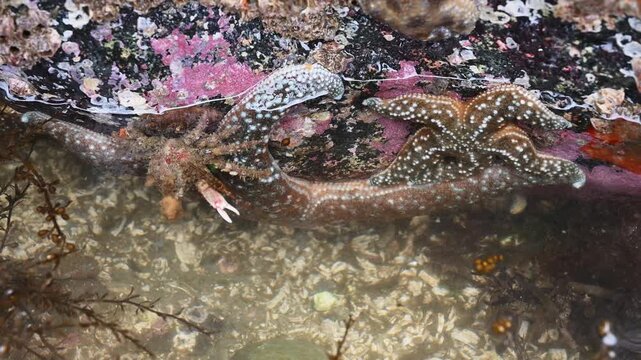 Brown and orange Ochre Sea Stars, starfish, keystone species underwater attached to large rock at low tide, Kelp Crab, Pugettia Producta, on top of crab, Golden Gardens state park, Seattle, Washington