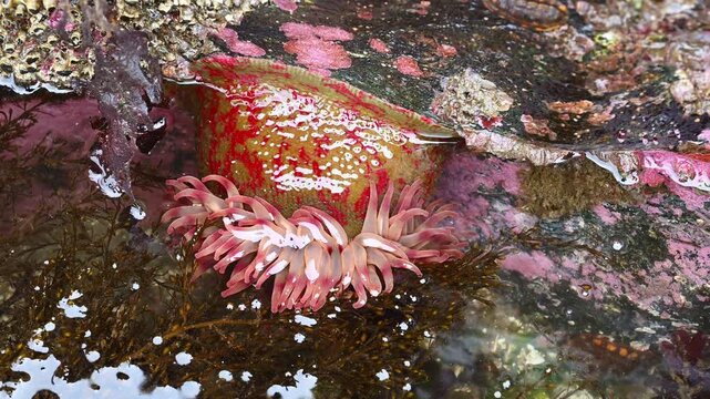 Painted Anemone, Christmas Anemone, attached to rock underwater at low tide in intertidal zone, saltwater, Golden Gardens state park, Seattle, Washington
