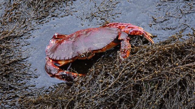 Red rock crab blowing bubbles sitting on brown seaweed, Japanese Wireweed, Sargassum Muticum, or Japweed, Golden Gardens state park, Seattle, Washington
