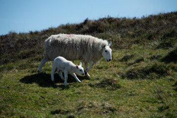 Fototapeta premium sheep in the mountains